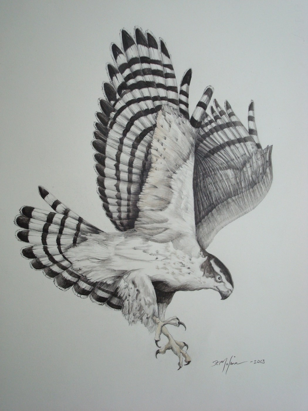 N_American GoshawkHQ.JPG