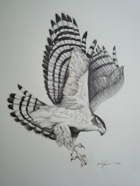 N_American GoshawkHQ.JPG
